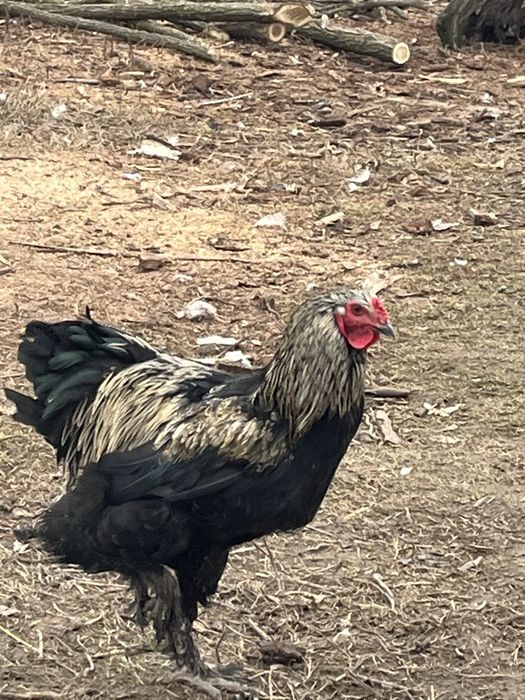 Cocosi de rasa crescuti bio