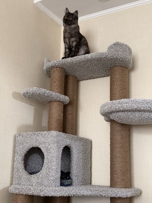 Кота Чиби в добрые руки