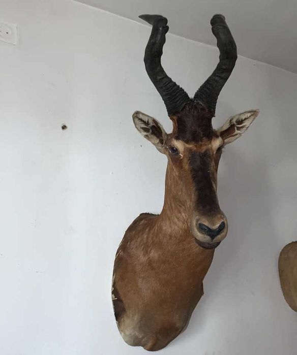 Trofeu Antilope            .
