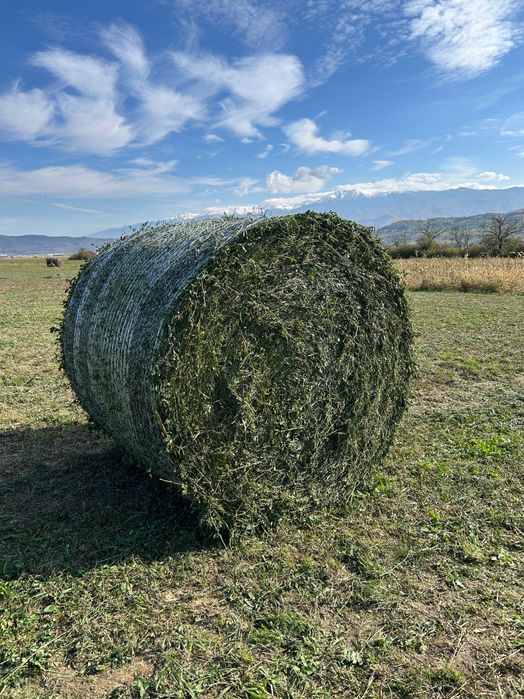 Baloți de lucernă infoliati