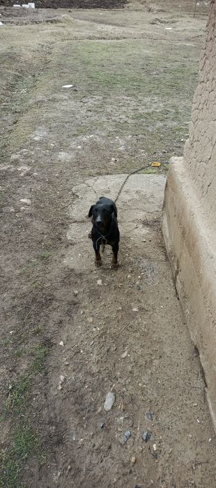 Яхтерер собака рабочи