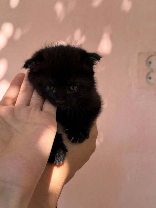 Котята от вислоухой кошки