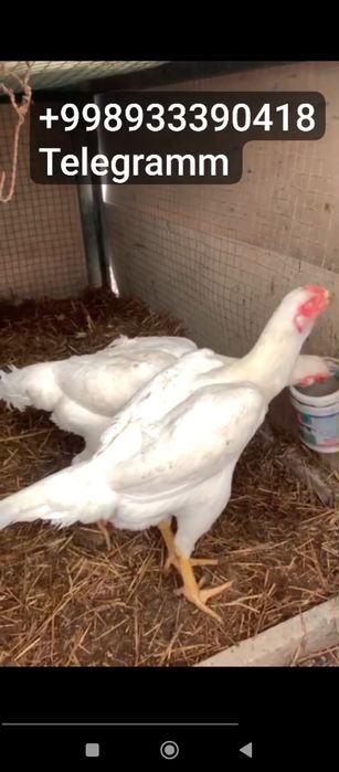 O shamo nemis tuxuml va jujalariga zakaz olaman.