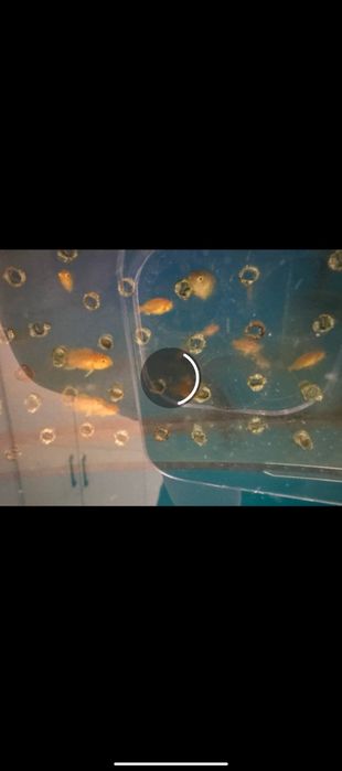 Baliqlari bilan akvarium