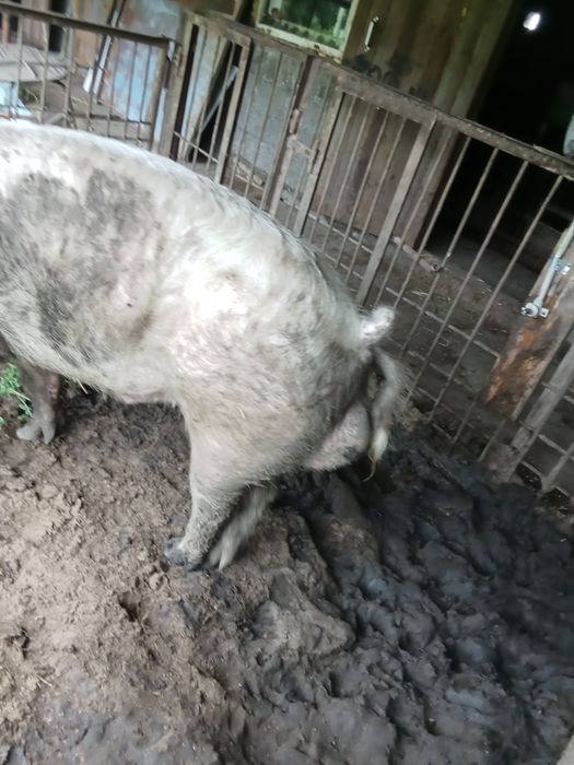 Продам кабана производителя
