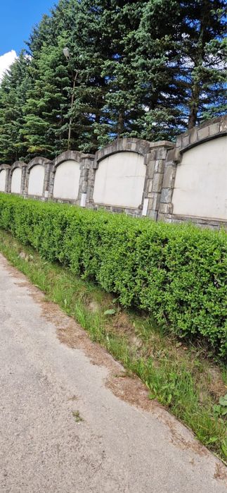 Vand Gard Viu/Lemn Câinesc