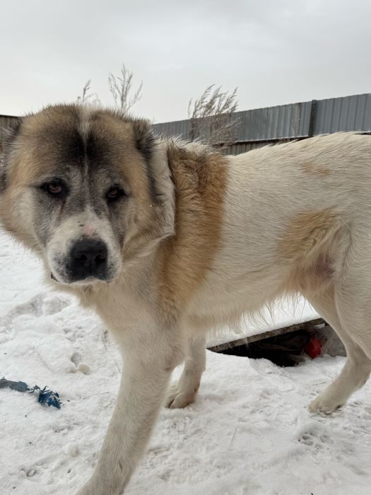 Продам чисткровного Алабая