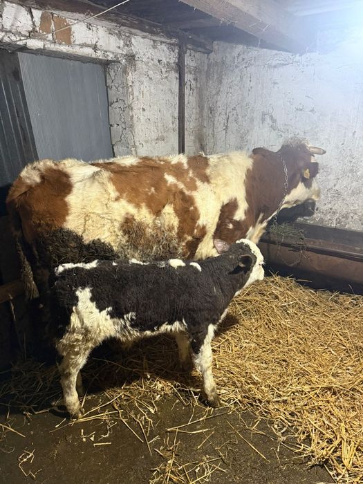Vând vaca prima fătare cu vitel