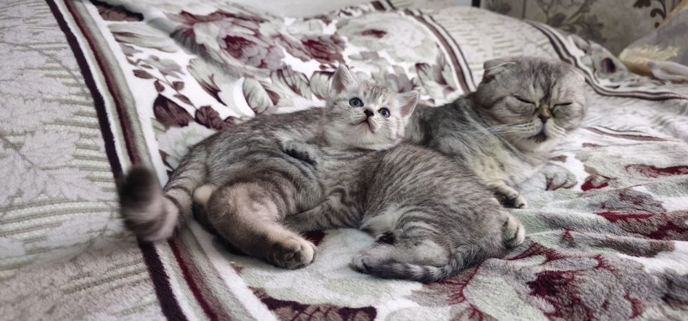 Котята Скоттиш фолд и Страйт