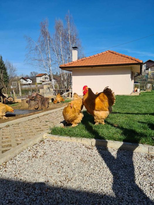 Продавам стадо кохин