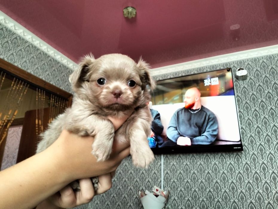 Очаровательные щенки чихуахуа.