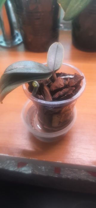 Продам детки орхидей