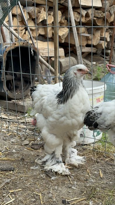 Disponibile perechi/ familii brahma herminat deschis tineret