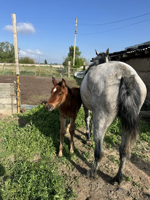 Құлынды бие //сауынды бие