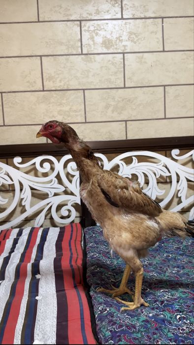 Дакан тулячка мекен