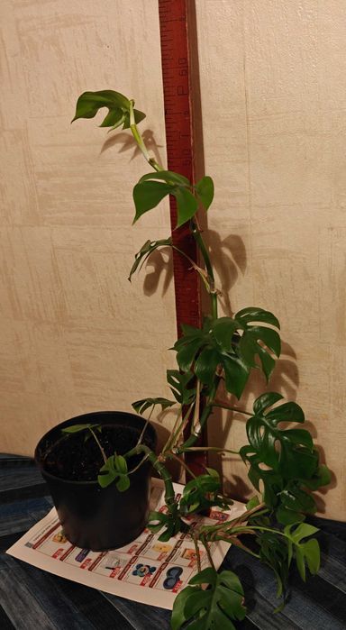 Монстера минима рафидофора. Комнатное растение.