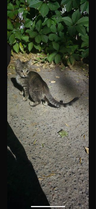 отдам котенка в добрые руки