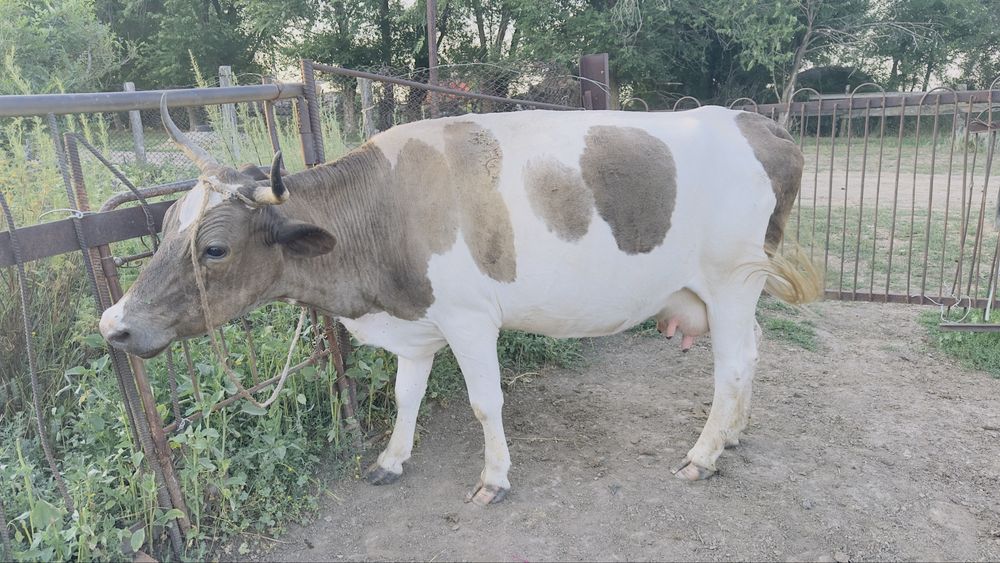 Продам дойную корову
