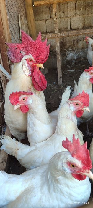 Тауықтар леггорн стандар