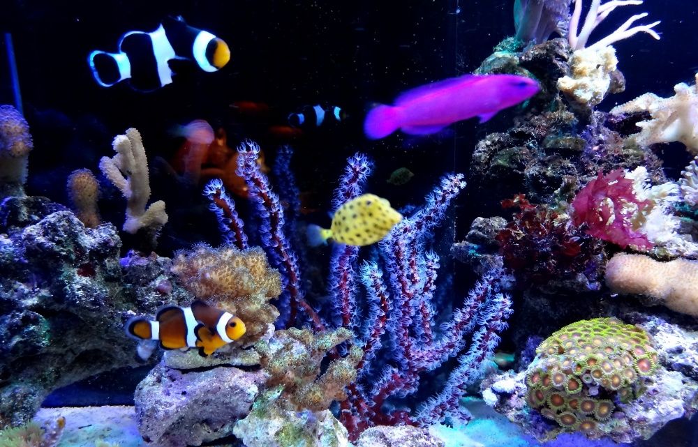 LED Cree Epistar цветни 1-100W,380-780nm изработка осветлениe аквариум