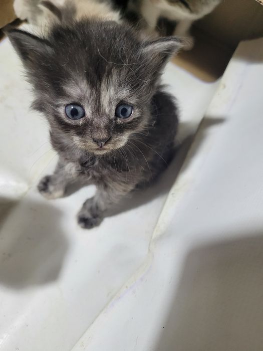 Милые котята ищят дом