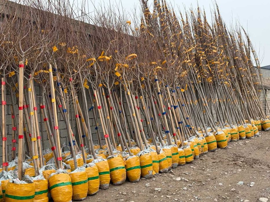 Хилокатальпа оптом или в розницу