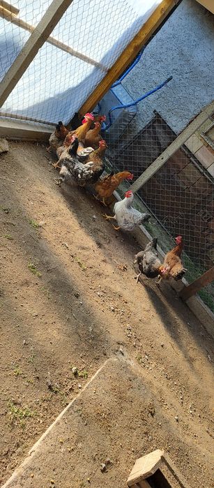 Старозагорска кръстоска