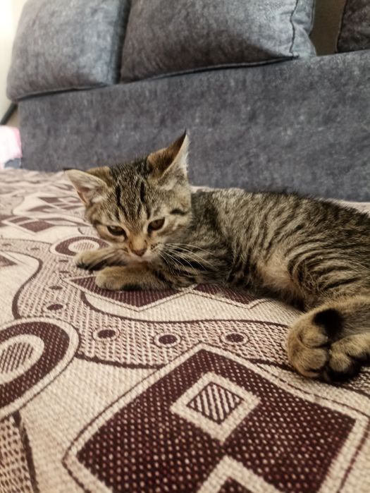 Котенок в добрые руки