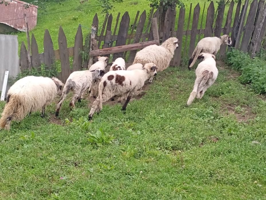 Miei de vânzare  nu se vinde pe bucata