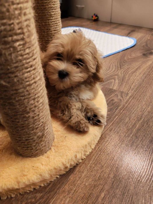 Мальтипу щенки бронь