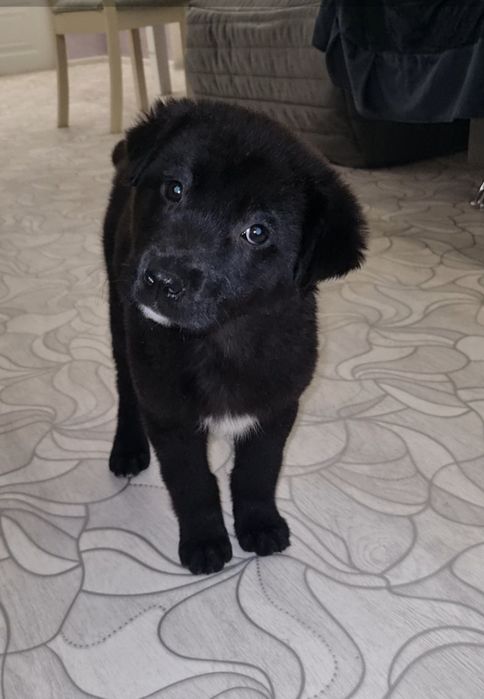 Малышка ищет мампап. Доставлю!