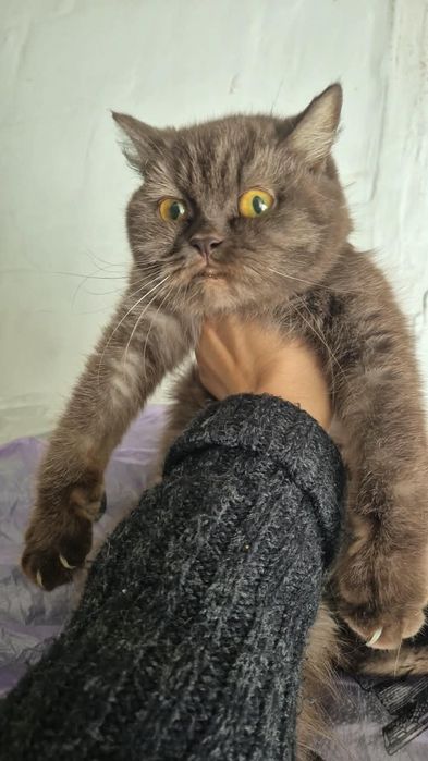 В добрые руки молодая кошечка