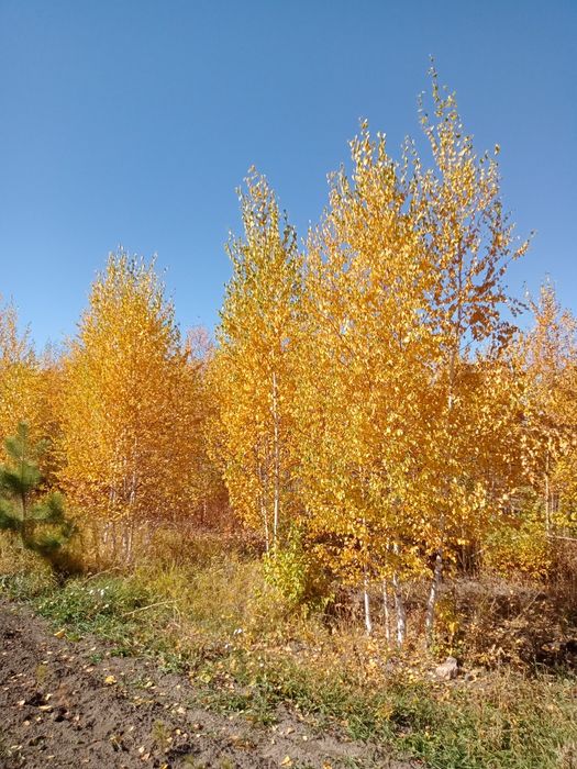 Берёза любых размерах