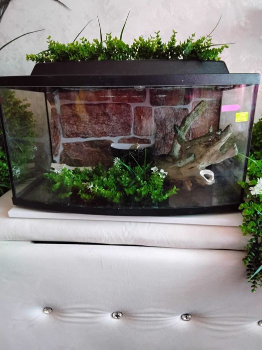 Продам улиток двух видов недорого