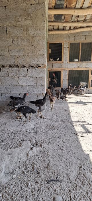 Kulangi 5 oylik juja tozza shamba kareys