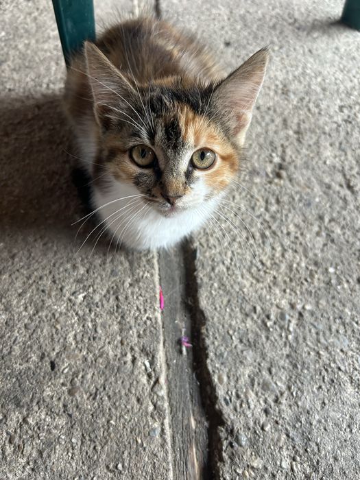 pisici adoptie!!