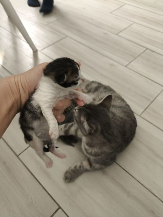 Кошка с новорожденным котятами