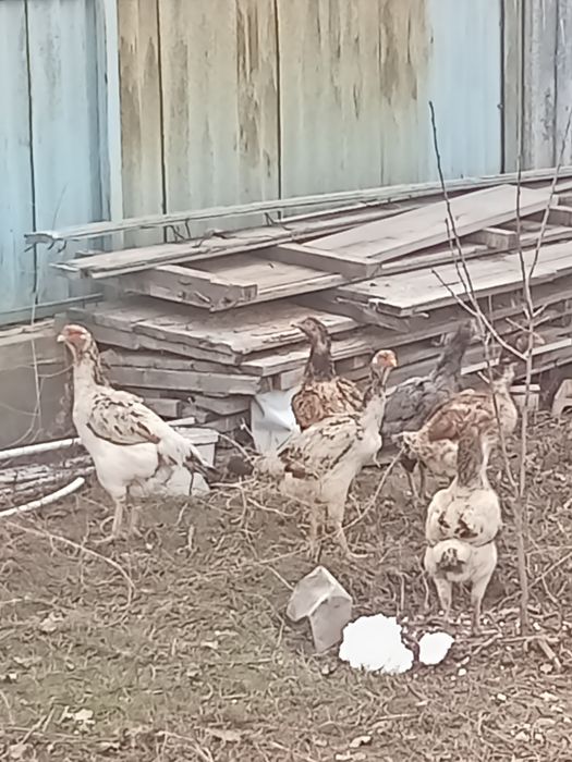 Даканы даканих куры