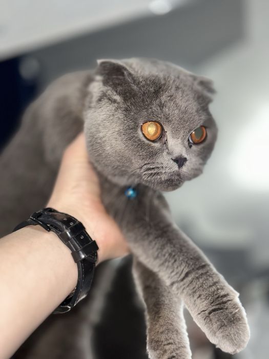 Mushuk sotiladi skotiw folt tozza