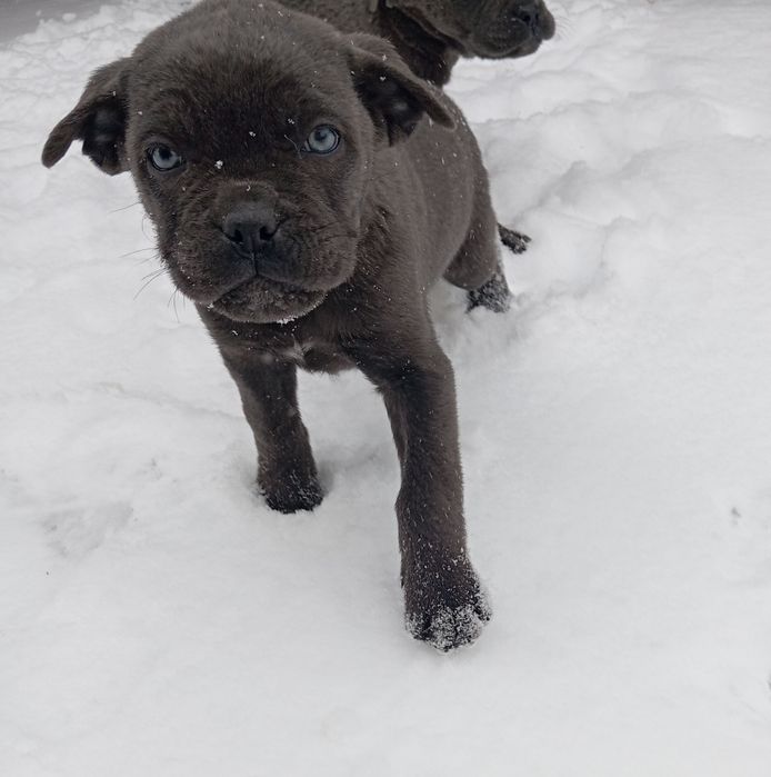 Голубой  Кане Корсо