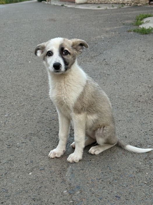 Щенок в добрые руки