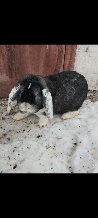 Кролик Французский баран самец