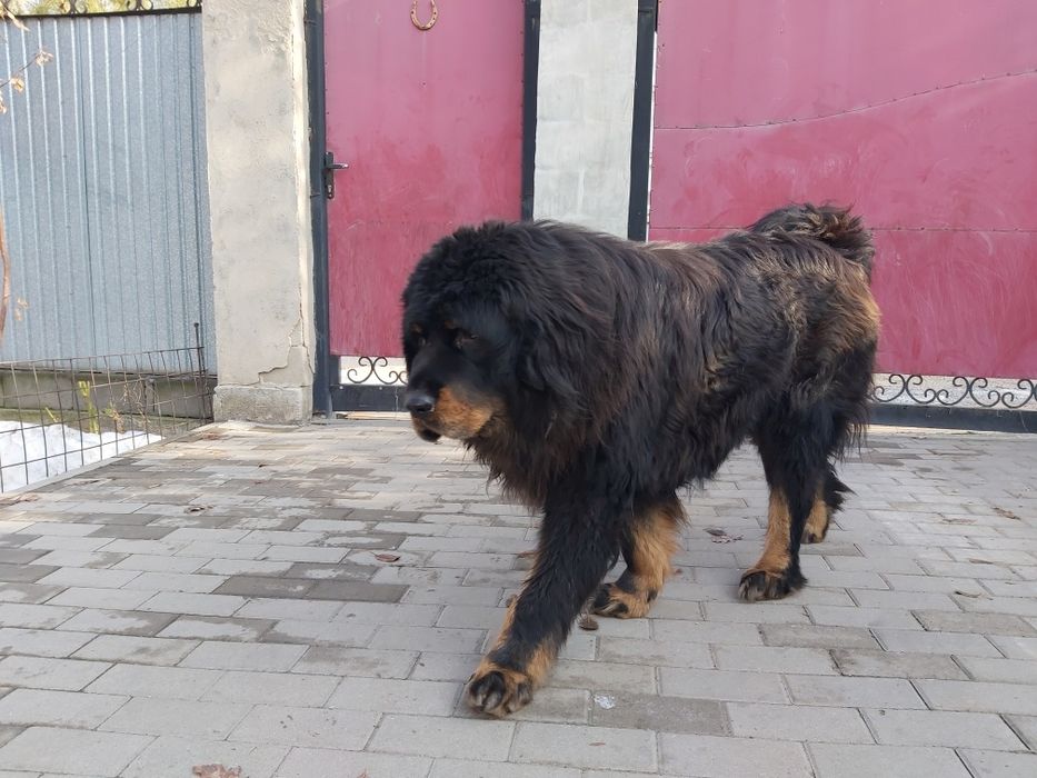 Тибетский Мастиф на вязку