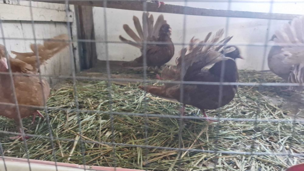 Продам Голуби павлины