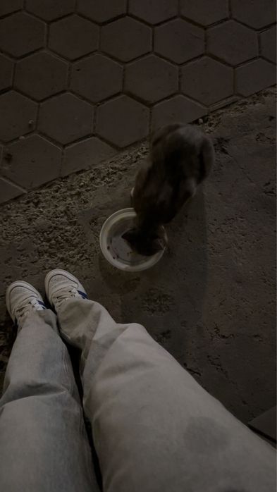 Кот в добрые руки
