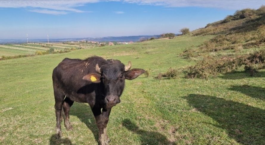 Vând vițel de bivoliță