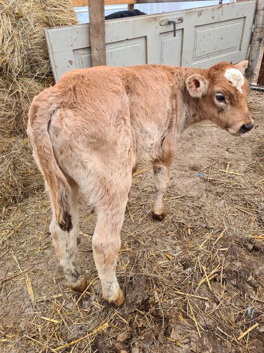 Vand taurasi de rasa sugari