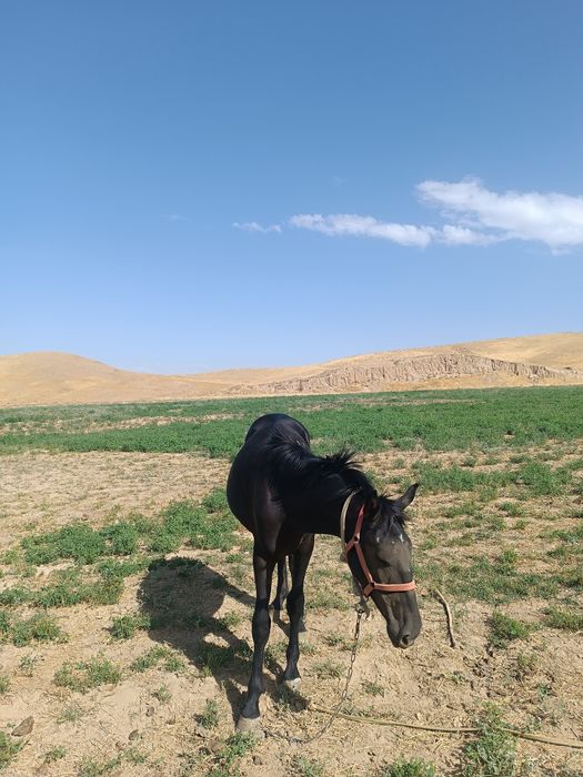 Той 1,5 ёш зоти кора байир