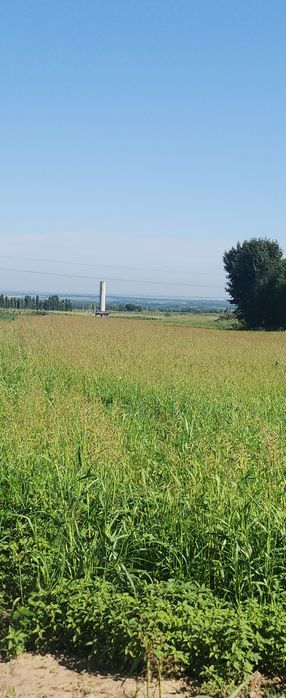 Сено суданская трава