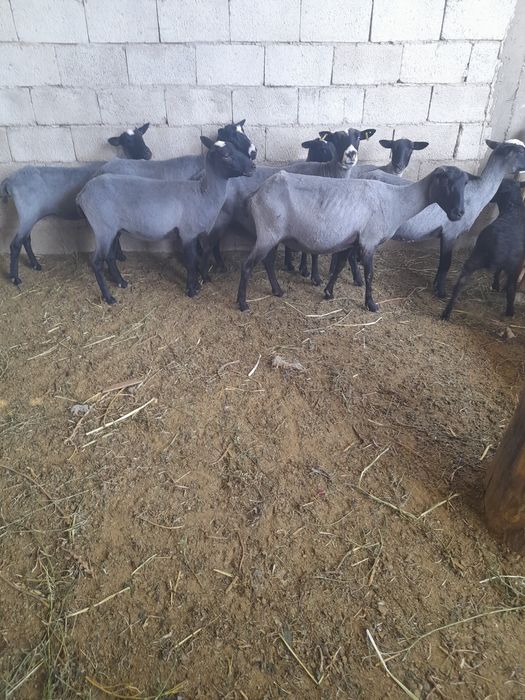 Ramanuf qo'ylari sotiladi